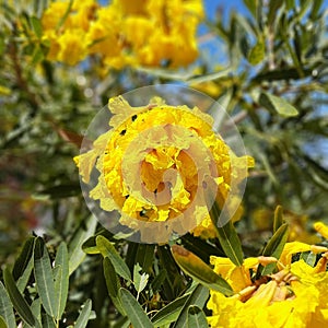 Flower of Tabebuia Chrysotricha