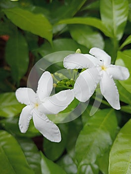 Flower Tabernaemontana divaricata