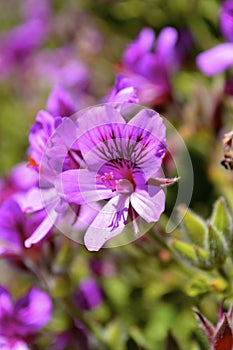 Flower on table mountain