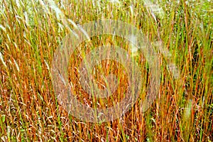 Flower of Tangle head grass in the wind