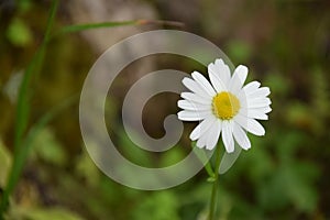 Flower, Tatry, Slovakia