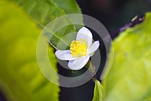 Flower of tea plant Camellia sinensis White flower on a branch, Chinese tea bush blooming photo