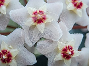 Flower tears  2 - Hoya carnosa close-up