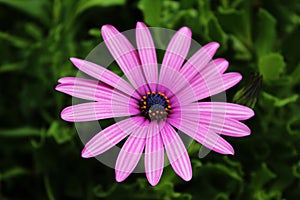 Flower at Tenerife, Canary Islands photo