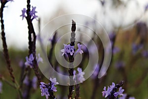 Flower at Tenerife, Canary Islands photo