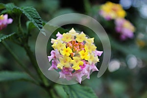 Flower at Tenerife, Canary Islands photo