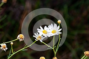 Flower of a Tenerife white marguerite, Argyranthemum gracile