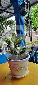 Flower in the teras house