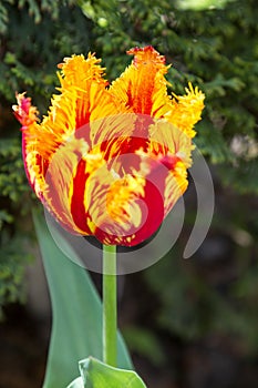 Flower terry tulip
