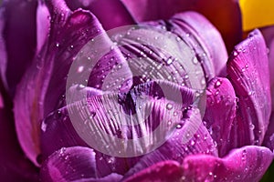Flower texture blossom pattern nature abstract violet