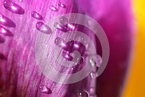 Flower texture water drop floral background
