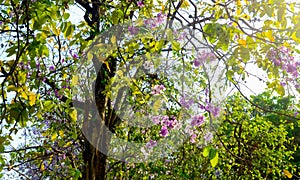 Flower of Thai crape myrtle, Lagerstroemia floribunda