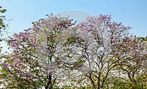 Flower of Thai crape myrtle, Lagerstroemia floribunda