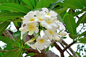 Flower in thai temple