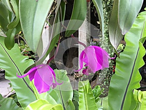 Flower and their leaves