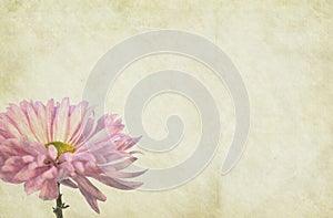 Flower Themed Paper Background