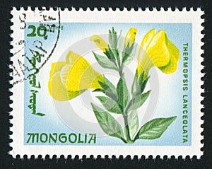 Flower Thermopsis lanceolata