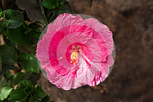 Flower of Thespesia grandiflora photo