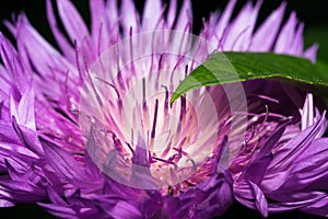 A flower of a thistle with brightly violet long petals.