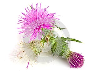 Flower thistle isolated on white background macro