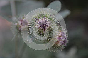 flower, thistle, purple, spines, thorns, thorny bud, burgeon, sunflower, nature, plant, green, spring, macro,