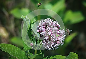 Flower and three bees