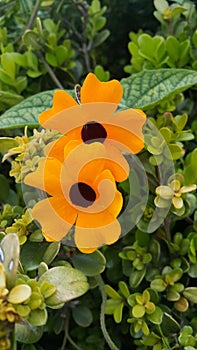 FLOWER THUNBERGIA ALATA photo