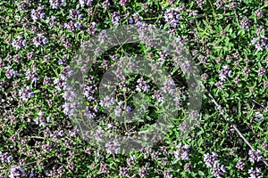Flower thyme in the nature