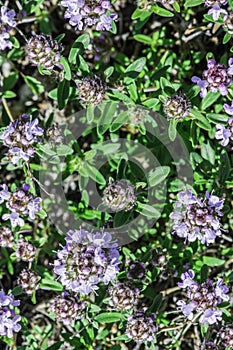 Flower thyme in the nature
