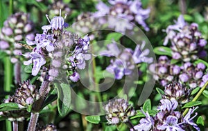 Flower thyme in the nature