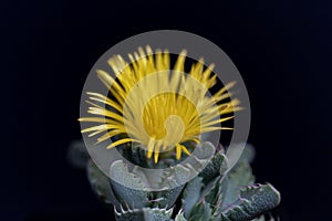 Flower of a tiger jaws, Faucaria tigrina