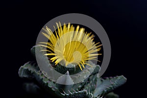 Flower of a tiger jaws, Faucaria tigrina