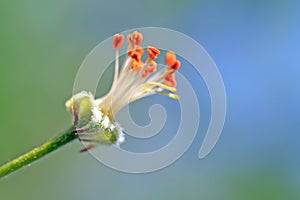 Flower to aple trees