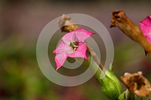 Flower of tobacco (Nicotiana tabacum)