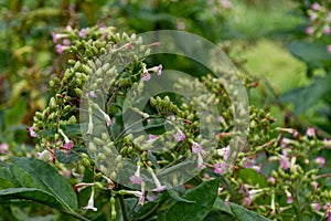 The flower of the tobacco plant is in bloom