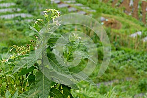 The flower of the tobacco plant is in bloom