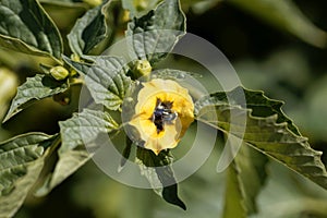 Flower of a Tomatillo, Physalis philadelphica