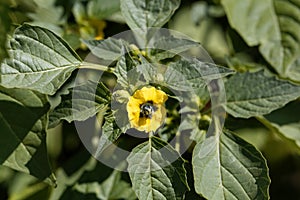 Flower of a Tomatillo, Physalis philadelphica