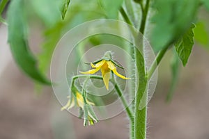 Flower Of Tomato In Greenhouse Close Up