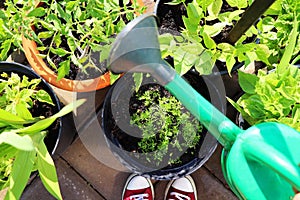 Flower, tomatoes, carrots, beans growing in container. Women gardener watering plants. Container vegetables gardening. Vegetable