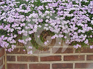 Flower Topped Wall