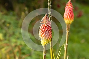 Torch lily Kniphofia uvaria photo