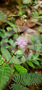 Flower Touchmenot  Mimosa  Plant  Kingdom