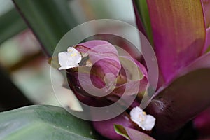 The flower of Tradescantia spathacea