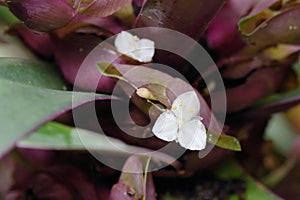 The flower of Tradescantia spathacea