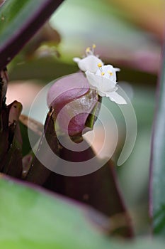 The flower of Tradescantia spathacea