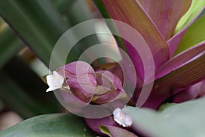 The flower of Tradescantia spathacea