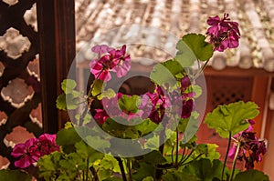 Flower by the Traditional Chinese Window