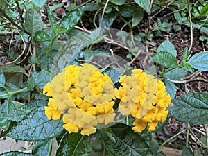 Flower - Trailing lantana