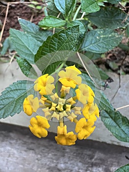 Flower - Trailing lantana flower